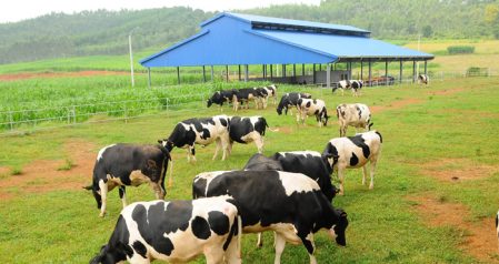 具有遍布越南之牛场的乳业富翁