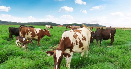 Vinamilk在越南的第一个达欧洲标准的有机奶牛养殖场