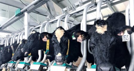 Vinamilk在越南生产了第一批A2牛奶