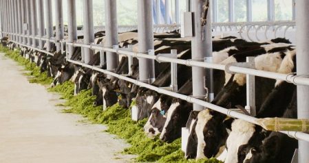 Vinamilk ，40年的越南长高- 走向世界