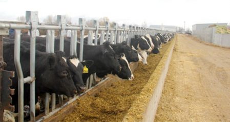 Vinamilk从美国增加进口了2,000多头奶牛